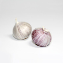 Net pocket fresh single garlic